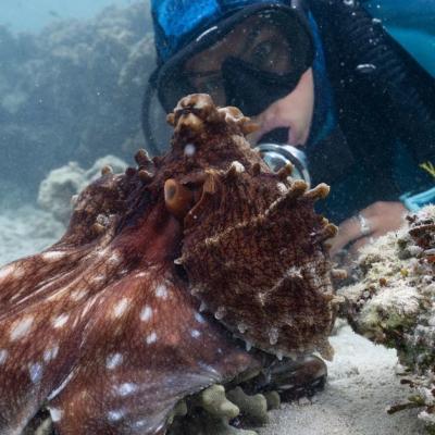 James Cameron revine cu un serial premiat cu Emmy: 'SECRETELE CARACATIȚEI'