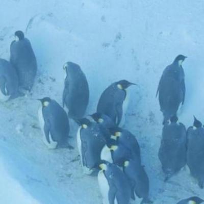 Cameramanii de la BBC Wildlife au intervenit pentru a salva zeci de pinguini dintr-o râpă