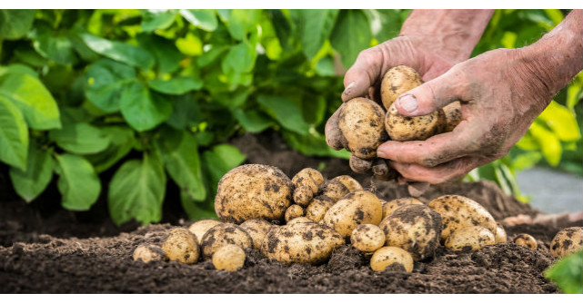 Ce boli trateaza cartoful. Cum sa il folosesti