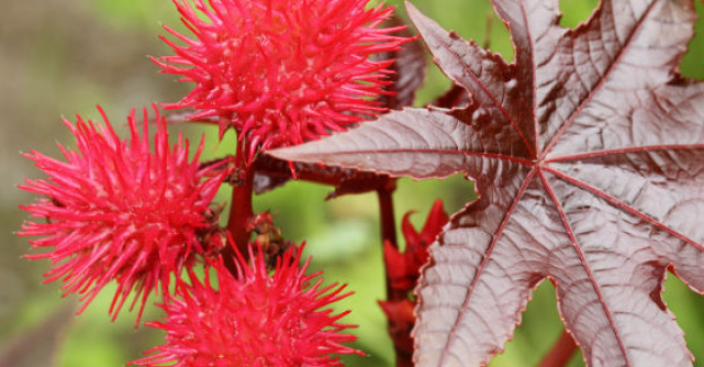 Beneficiile nestiute ale uleiului de ricin