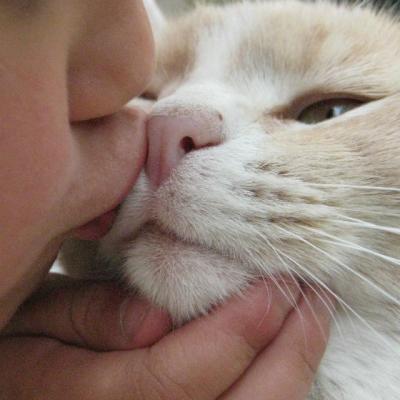 Copiii si pisicile. Cateva lucruri pe care parintii ar trebui sa le stie