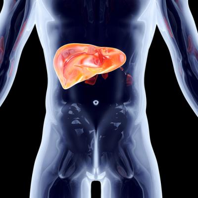 Lipsa donatorilor de organe i-a determinat pe cercetatori sa construiasca ficati miniaturali din celule stem 