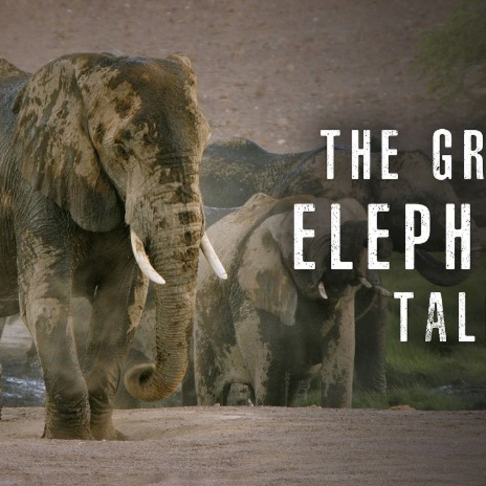 NOUTĂȚI ÎN APLICAȚIA FOCUS SAT:  SERIALELE C.A.U.G.H.T. ȘI NOAPTE ÎN PARADIS,  ALĂTURI DE ZECI DE DOCUMENTARE LOVE NATURE VOD