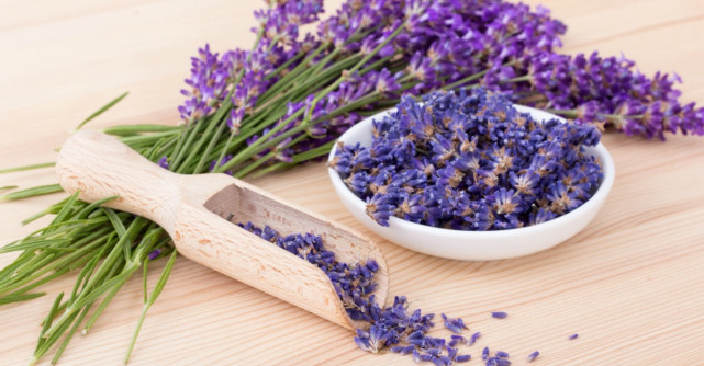 Este sezonul ei! Levănţica, planta minune