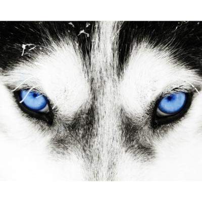  Pilda pentru suflet. Tu cum alegi sa iti hranesti inima?