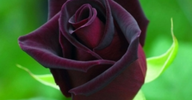 Iarna este un anotimp mai bun decat primavara pentru plantatul trandafirilor