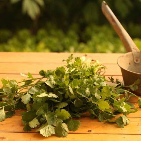 Coriandrul: beneficii si suplimente naturiste, cosmetice si parfumuri in care il regasesti