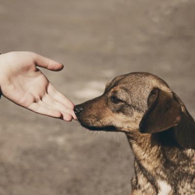 Calea ta in viata: E simplu. Fii fericit!