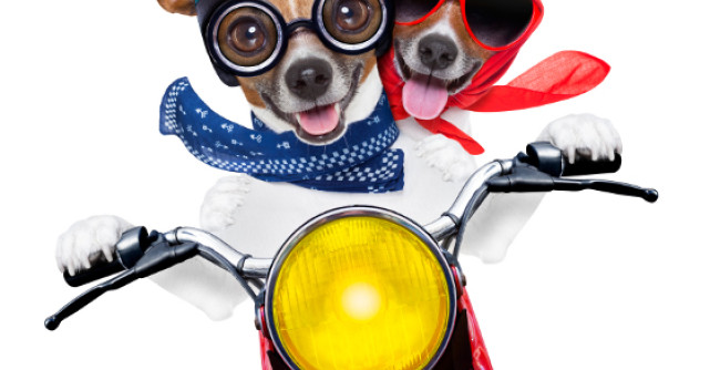 Legile fundamentale ale imbecilitatii umane 