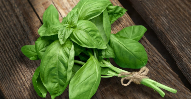 Efectele nebanuite ale busuiocului: De ce trebuie consumat mai des?