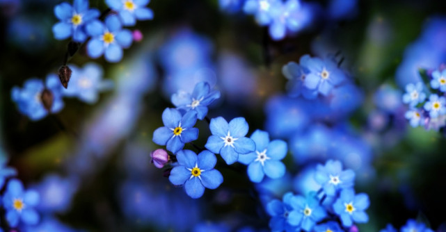 Floarea de Nu-mă-uita nu este doar frumoasă! Iata ce efecte are