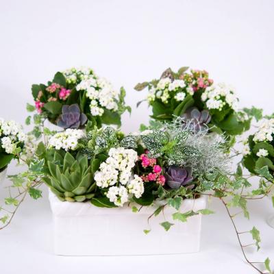 (P) Aranjamente florale de inchiriat - o premiera in domeniul organizarii evenimentelor private si corporatiste in Romania