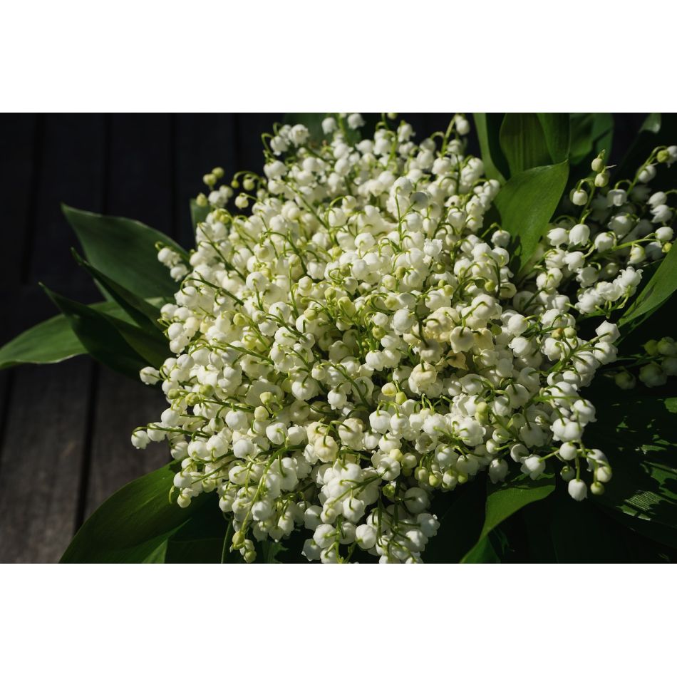  Despre puterea primaverii