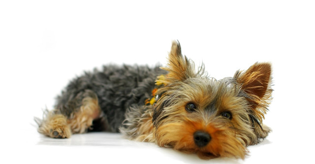 6 Lectii de viata de la un Yorkshire Terrier