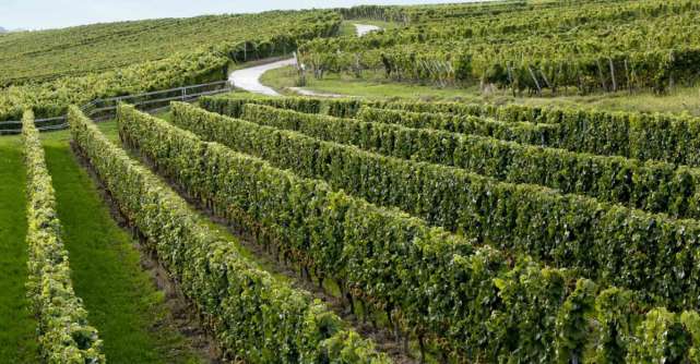 Cel mai bun vin alb din lume ajunge în România
