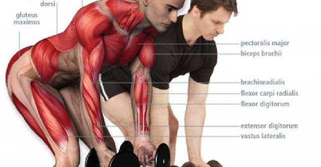 Anatomia antrenamentului fizic. Ghid de specialitate pentru exercitiile tale