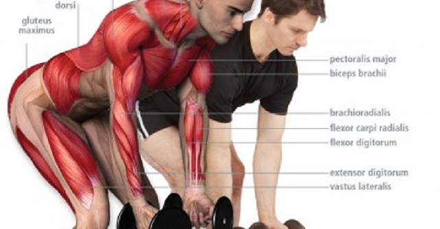 Anatomia antrenamentului fizic. Ghid de specialitate pentru exercitiile tale