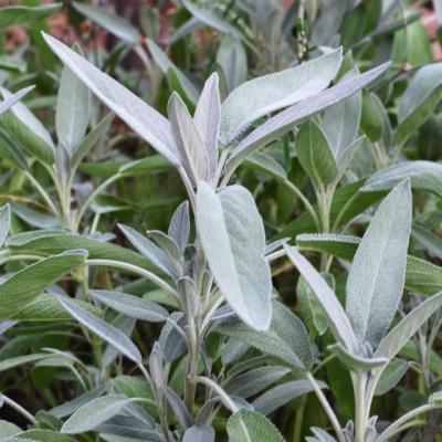 Planta sfanta folosita de faraoni. Este darul lui Dumnezeu pentru oameni