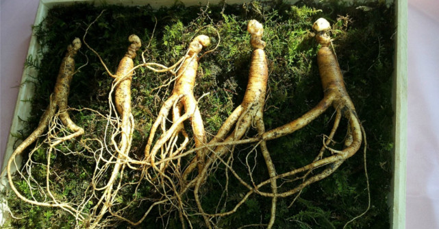 Ginseng: Beneficii pentru sanatate