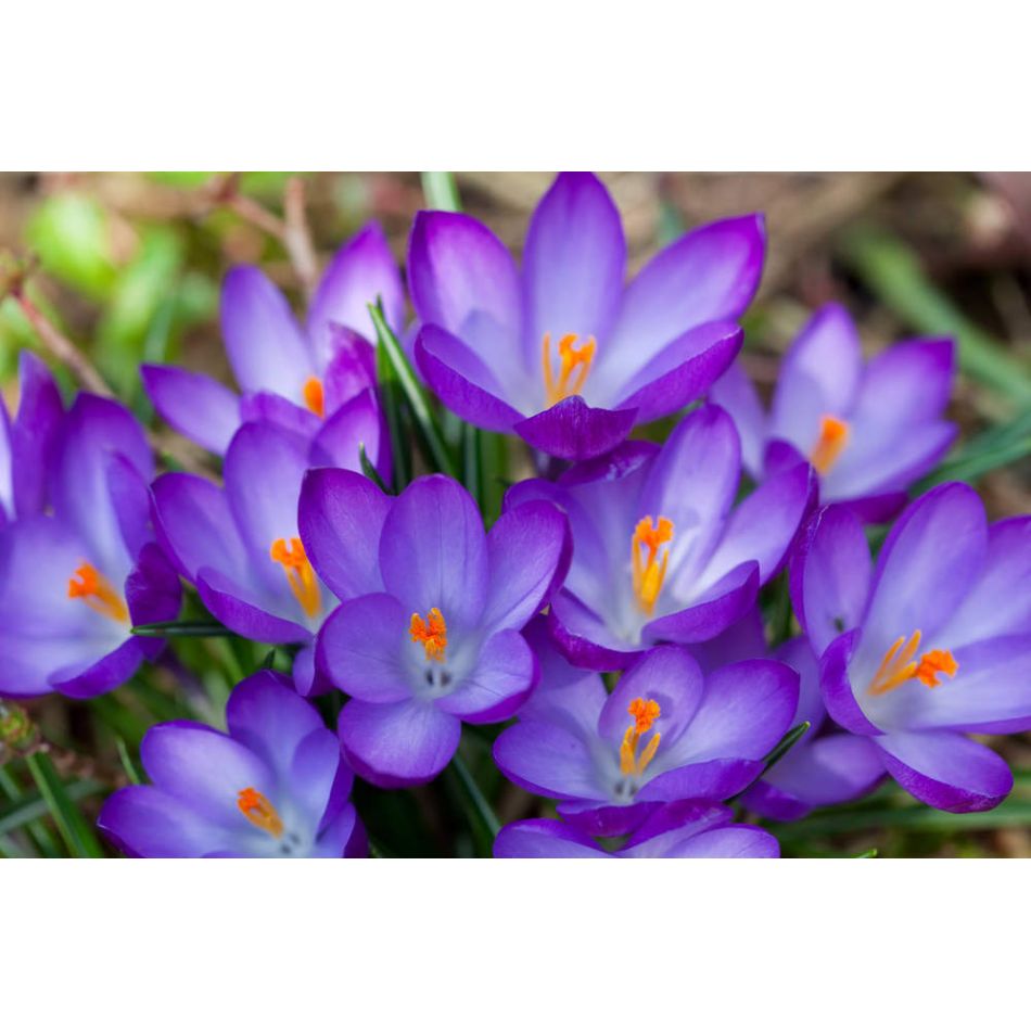  Despre puterea primaverii