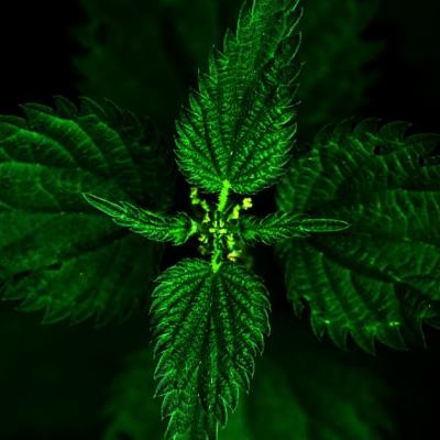 Urzicile, secretul vietii sanatoase. De ce trebuie sa le consumam?