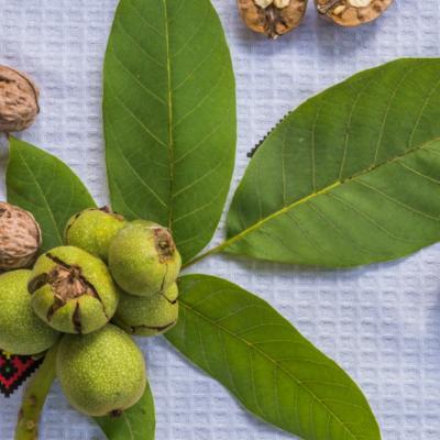 Frunzele de nuc: beneficii pentru sanatate