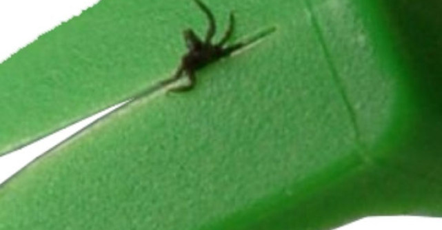 (P) Avem o capusa. Ce facem cu ea?