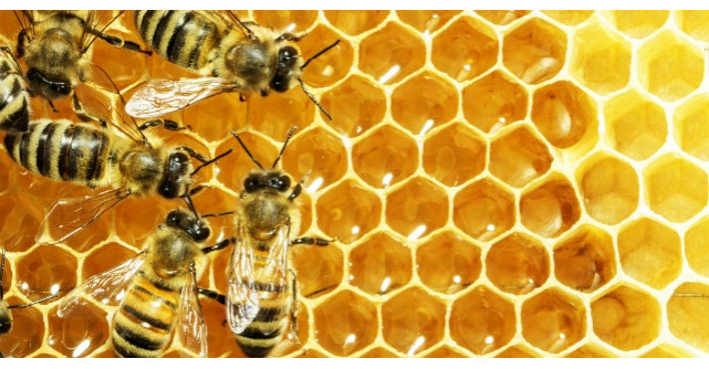 Laptisorul de matca, miracolul de 60 milioane de ani. Ce afectiuni vindeca