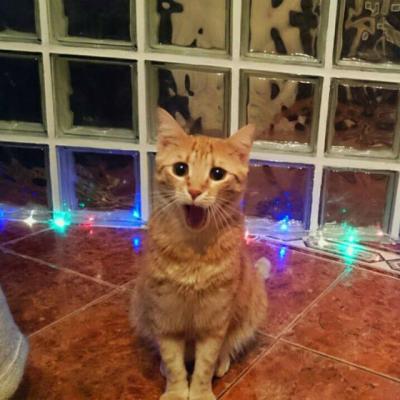 6 Motive pentru care este bine sa ai pisica