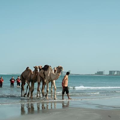 Înotul alături de cămilele în Ras Al Khaimah sau cum să integrezi tradițiile în turism