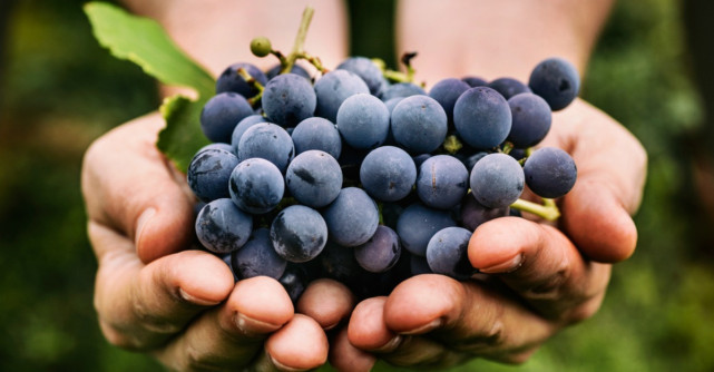 Fructele de toamna. Ce sa mancam in aceasta perioada?