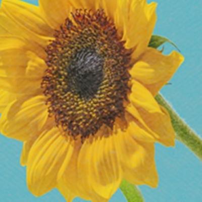  RAZI îmbină eleganța și farmecul în noua piesă VINTAGE