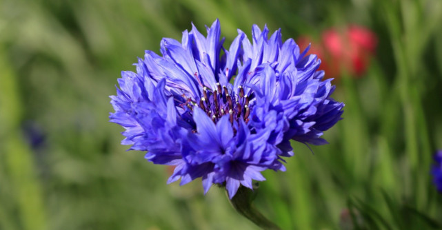 4 flori care fac MINUNI pentru sanatatea ta