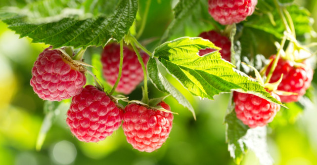 Zmeura de padure: Beneficii pentru sanatate