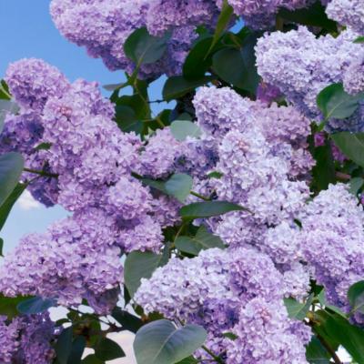 Tot ce nu stiai despre florile de liliac. Beneficii pentru sanatate