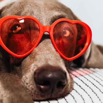 Animale de companie și copii? 7 beneficii pe care să le știe părinții