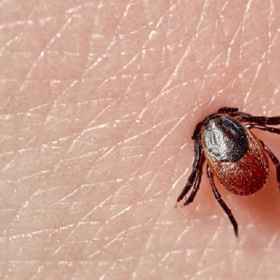 Mușcătura de căpușă în sarcină: ce este de făcut?