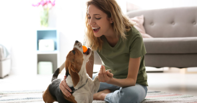 Ce trebuie să ai în casă pentru animalul tău? Jocuri, accesorii și produse de îngrijire  