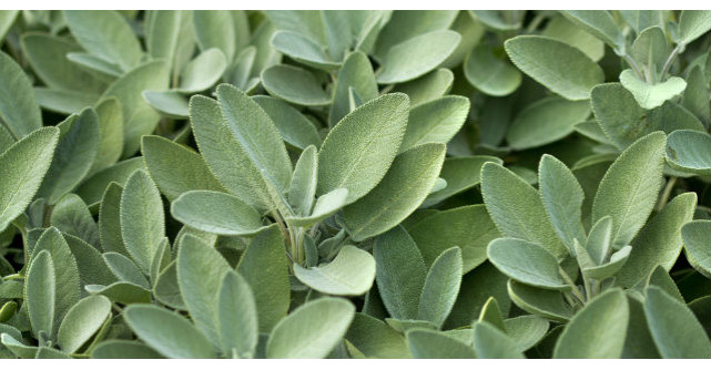 5 plante de ajutor daca ai gingivita