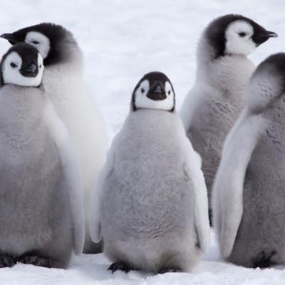 Poze haioase si penibile ale vedetelor