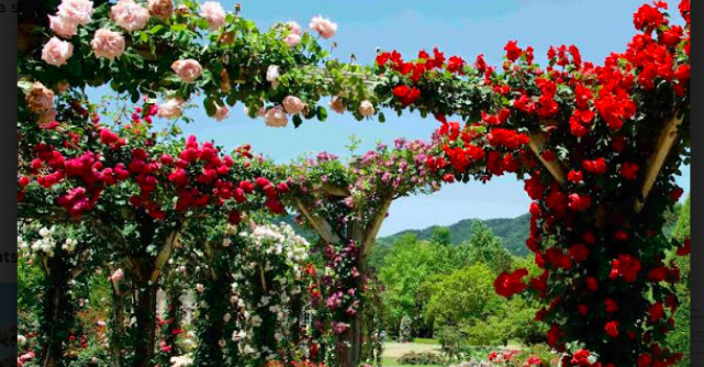 Sfaturi și recomandări pentru fertilizarea trandafirilor de grădină în luna august