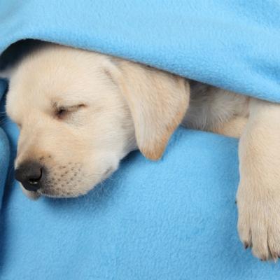 Ce viseaza cainii cand dorm?