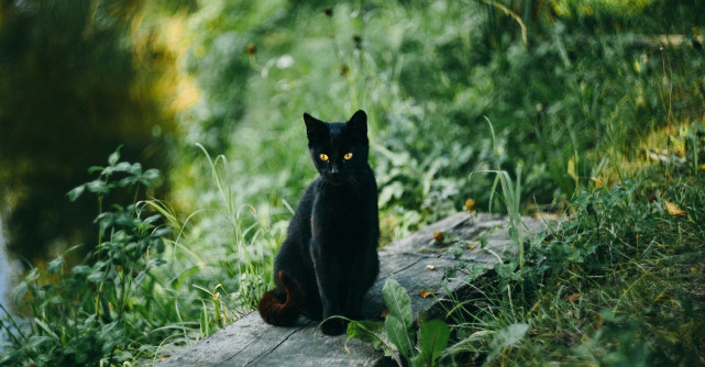 5 superstiții despre pisicile negre: între teamă, magie și protecție