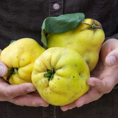 Fructele de toamna care intaresc imunitatea si trateaza anemia