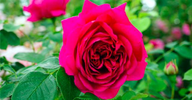 Beneficiile și utilizările surprinzătoare ale trandafirilor