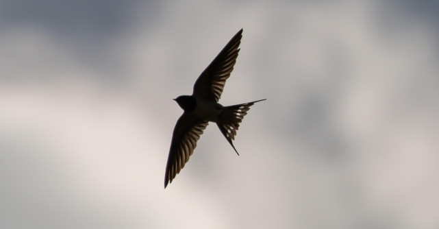 Legenda Rândunelelor: De ce au ele penele negre? O poveste despre legătura lor cu Mântuitorul Iisus și sacrificiu