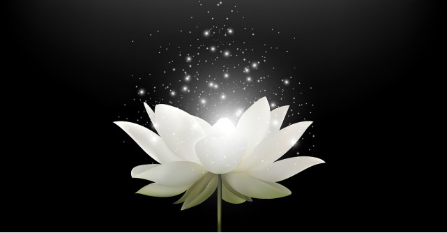 Plante cu efecte magice care te protejeaza impotriva energiilor negative