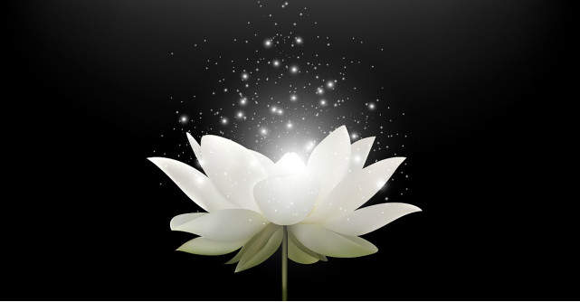 Plante cu efecte magice care te protejeaza impotriva energiilor negative