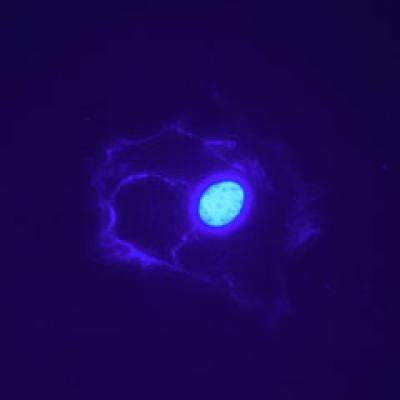 Programul de fertilizare in vitro - acum disponibil