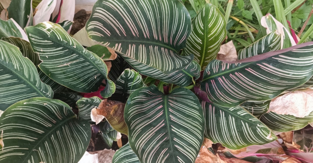 Planta care se roagă. De ce e bine să o ai în casă?